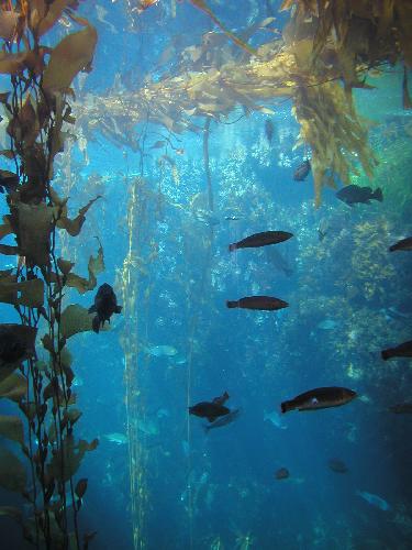 Kelp Kelp